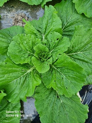 (복조리농장)김찬두님의 배추 · 병해충상담 작성글 사진