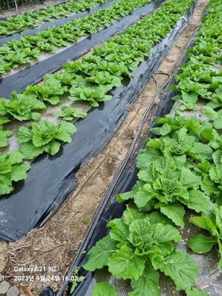 (복조리농장)김찬두님의 배추 · 병해충상담 작성글 사진