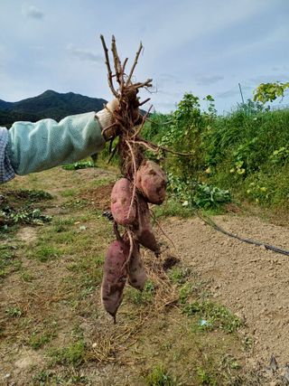 김 연님의 윷놀이 끝! 어떠셨나요? · 참여글 작성글 사진