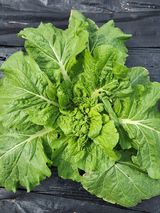 팜모닝 배추·병해충상담 게시글 이미지