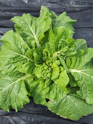 김영철님의 배추 · 병해충상담 작성글 사진