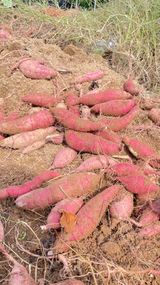 팜모닝 고구마·자유게시판 게시글 이미지