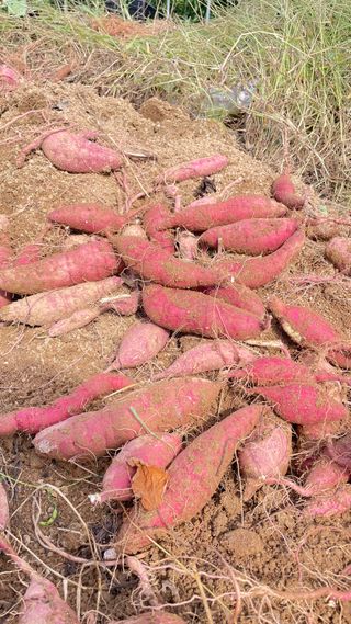 한밭농원님의 고구마 · 자유게시판 작성글 사진