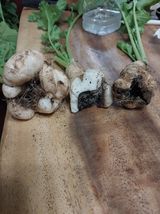 팜모닝 기타작물·병해충상담 게시글 이미지