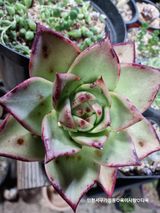 팜모닝 기타작물·병해충상담 게시글 이미지