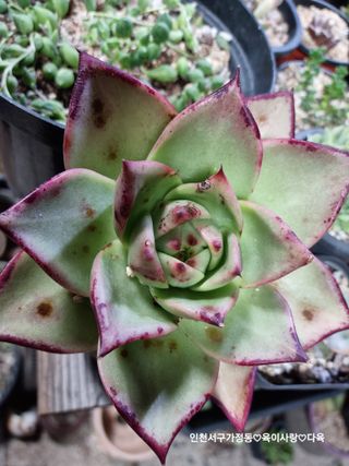 육이사랑님의 기타작물 · 병해충상담 작성글 사진