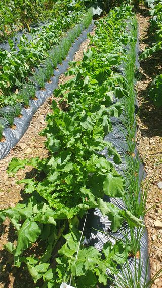 농산물에 진심구병안님의 배추 · 병해충상담 작성글 사진