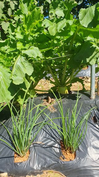 농산물에 진심구병안님의 배추 · 병해충상담 작성글 사진