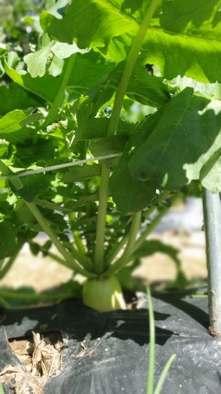 농산물에 진심구병안님의 배추 · 병해충상담 작성글 사진