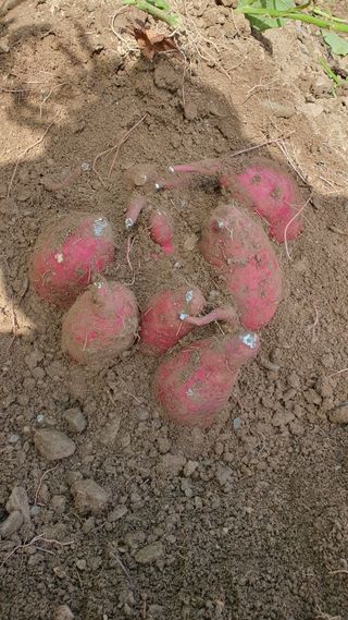 농산물에 진심구병안님의 배추 · 병해충상담 작성글 사진