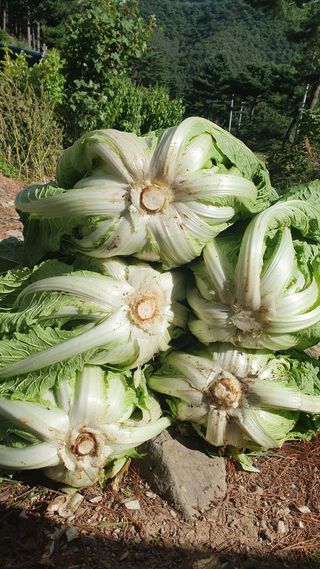 농산물에 진심구병안님의 배추 · 병해충상담 작성글 사진