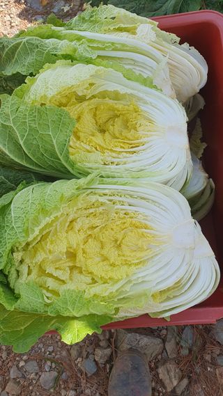 농산물에 진심구병안님의 배추 · 병해충상담 작성글 사진