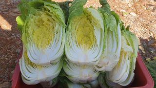 농산물에 진심구병안님의 배추 · 병해충상담 작성글 사진