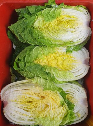 농산물에 진심구병안님의 배추 · 병해충상담 작성글 사진