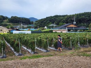 꽃순이네님의 고추 · 수확 작성글 사진