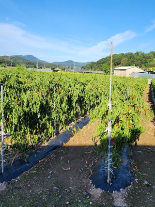 꽃순이네님의 고추 · 수확 작성글 사진