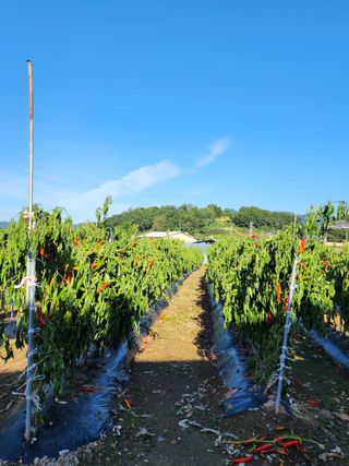 꽃순이네님의 고추 · 수확 작성글 사진