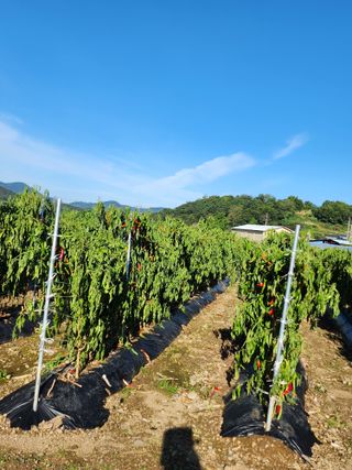 꽃순이네님의 고추 · 수확 작성글 사진