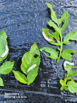 팜모닝 감자·병해충상담 게시글 이미지