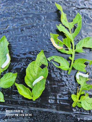 金鎭님의 감자 · 병해충상담 작성글 사진