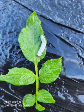 金鎭님의 감자 · 병해충상담 작성글 사진