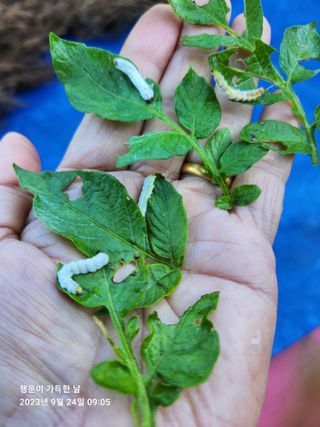 金鎭님의 감자 · 병해충상담 작성글 사진