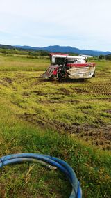 팜모닝 벼·영농일지 게시글 이미지