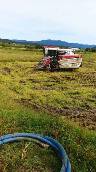 이복길님의 벼 · 영농일지 작성글 사진