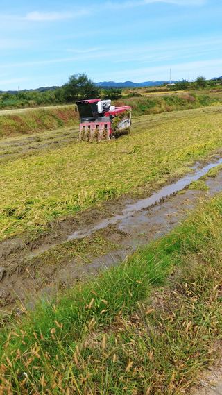 이복길님의 벼 · 영농일지 작성글 사진
