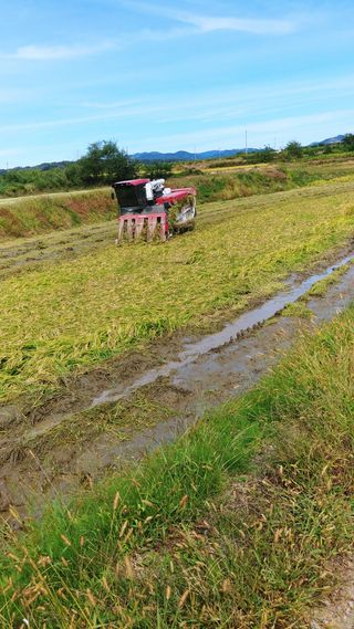 이복길님의 벼 · 영농일지 작성글 사진