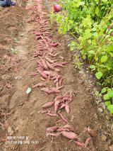 팜모닝 자유주제·자유게시판 게시글 이미지