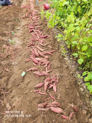 金鎭님의 자유주제 · 자유게시판 작성글 사진