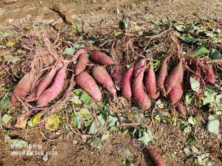 金鎭님의 자유주제 · 자유게시판 작성글 사진