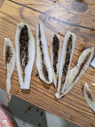 김미자님의 고구마 · 병해충상담 작성글 사진