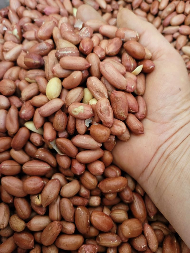 장터 상품 [23년 햇땅콩, 피땅콩, 볶음땅콩, 꿀고구마 /추석전 마지막 배송!!] 썸네일