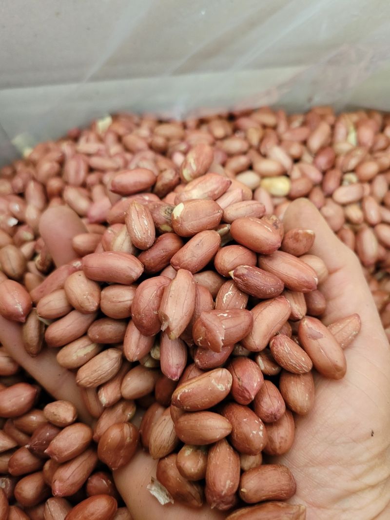 윤희순님의 장터 판매 상품 [23년 햇땅콩, 피땅콩, 볶음땅콩, 꿀고구마 /추석전 마지막 배송!!] 첨부 사진