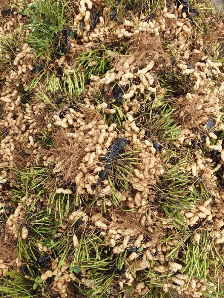 윤희순님의 장터 판매 상품 [23년 햇땅콩, 피땅콩, 볶음땅콩, 꿀고구마 /추석전 마지막 배송!!] 첨부 사진