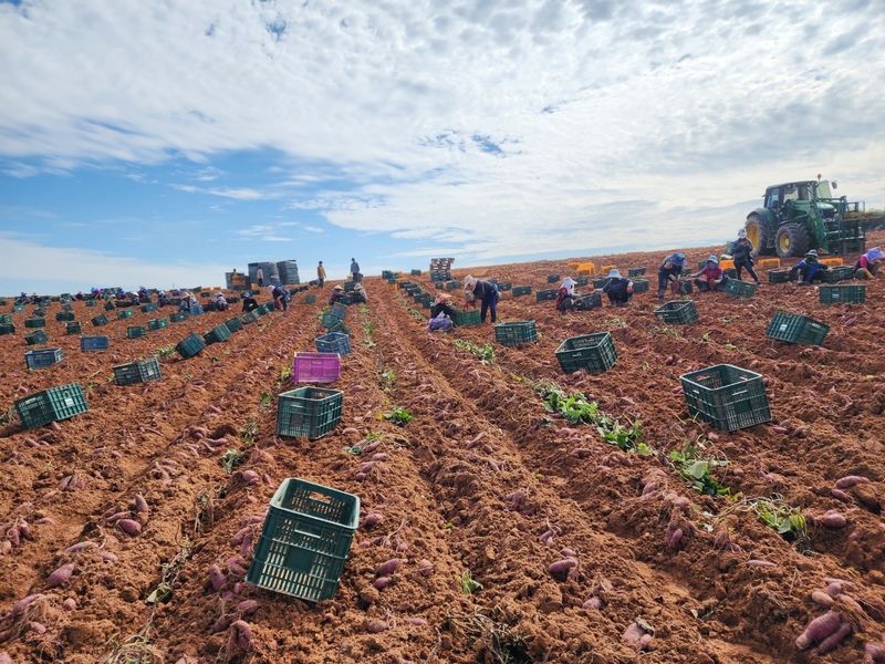 윤희순님의 장터 판매 상품 [23년 햇땅콩, 피땅콩, 볶음땅콩, 꿀고구마 /추석전 마지막 배송!!] 첨부 사진