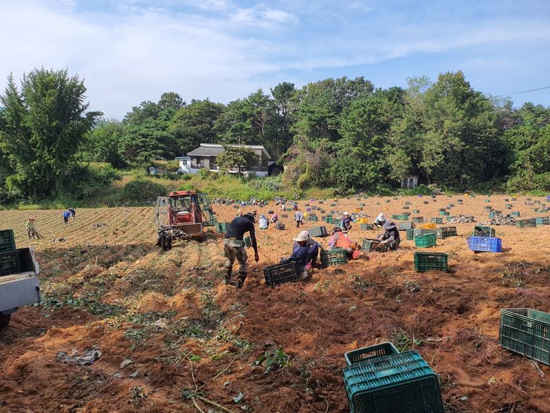 윤희순님의 장터 판매 상품 [23년 햇땅콩, 피땅콩, 볶음땅콩, 꿀고구마 /추석전 마지막 배송!!] 첨부 사진