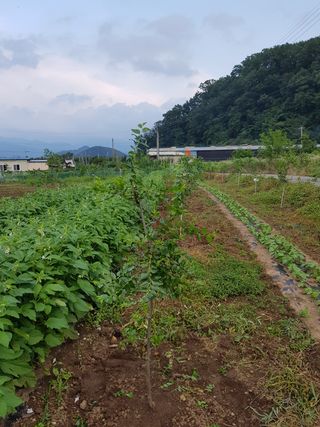 라브리농산님의 기타작물 · 병해충상담 작성글 사진