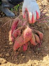 팜모닝 고구마·자유게시판 게시글 이미지