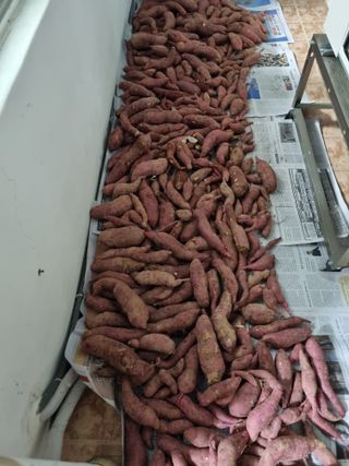 포항종미님의 고구마 · 자유게시판 작성글 사진