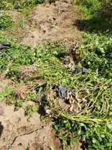 팜모닝 자유주제·자유게시판 게시글 이미지