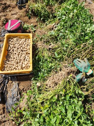 동산에살으리.님의 자유주제 · 자유게시판 작성글 사진