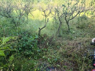 유한양행님의 토마토 · 영농일지 작성글 사진