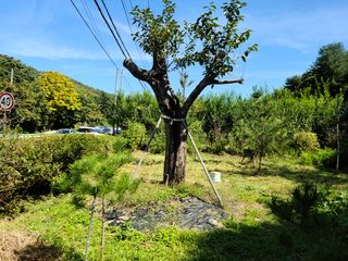 유한양행님의 토마토 · 영농일지 작성글 사진