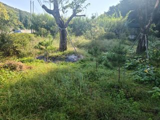 유한양행님의 토마토 · 영농일지 작성글 사진