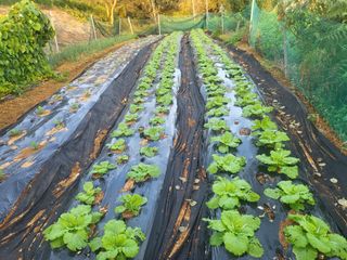 촌놈님의 자유주제 · 자유게시판 작성글 사진