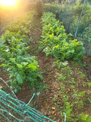 촌놈님의 자유주제 · 자유게시판 작성글 사진