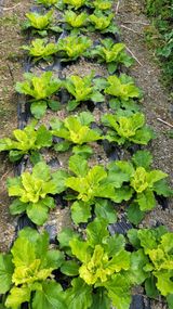 팜모닝 배추·비료•농약 게시글 이미지